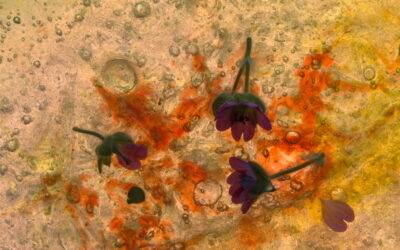 Fresque florale 01