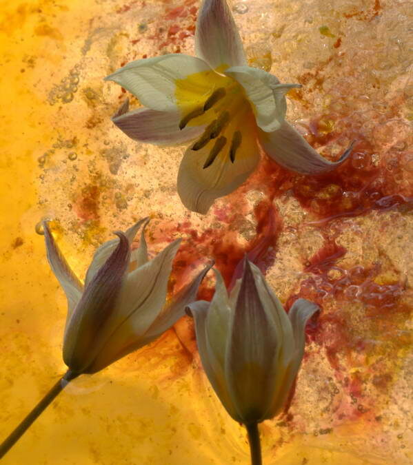 Fresque florale 05